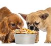 Croquettes, patée, avec ou sans céréales, comment nourrir au mieux son chien ?